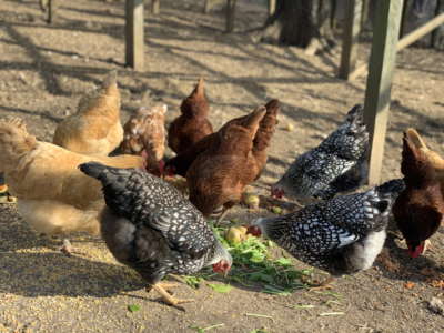 Chickens Chickens