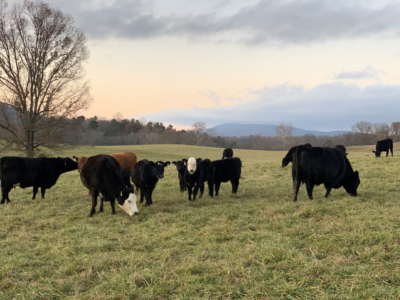 Cows in field