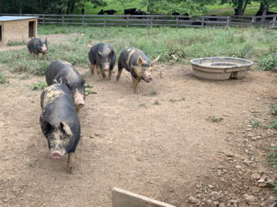 Pigs Pigs